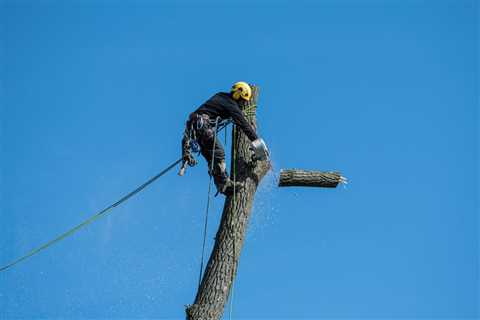 The Ultimate Guide to Tree Removal: 10 Essential Steps for a Safe and Successful Process
