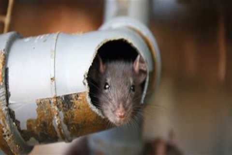 Rodent Control and the Subtle Role of Plumbing System Awareness