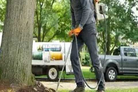 How Routine Tree Inspection Can Help Avoid Plumbing Repairs