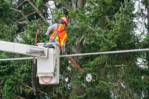Keeping Trees Healthy Without Disrupting Electrical Systems