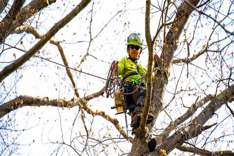 San Ramon Tree Care Tips for Safe Landscaping Around Electrical Fixtures