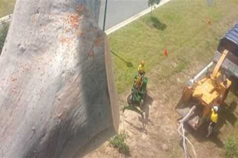 Tree Trimming Considerations for Homes With Complex Electrical Layouts