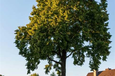 2026 Ultimate Guide to Tree Service Near Me: Expert Tips and Advice