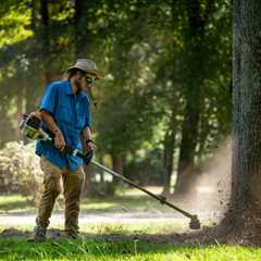 The Ultimate Guide to Tree Trimmers Near Me: Expert Tips and Services (2026)