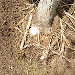 Determining the Right Depth for Tree Root Excavation