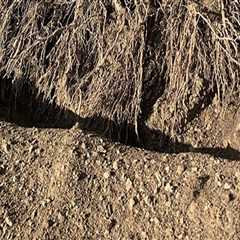 Transplanting Trees: Understanding the Process After Excavation