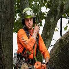 Understanding the Role of Arborists in Tree Excavation Projects