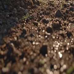 Enhancing Soil Health for Thriving Turf: Effective Turf Management Strategies