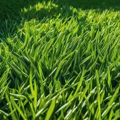 Essential Nutrient Management for Healthy Turf: A Practical Approach
