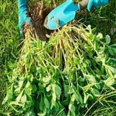 Effective Strategies for Preventing Weeds in Turf Management
