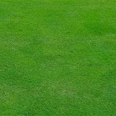 Expert Tree Inspection & Lawn Care in Fairfax, VA