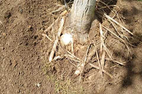 Determining the Right Depth for Tree Root Excavation