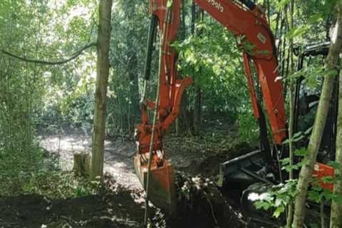 Navigating Tree Excavation in Urban Spaces: Challenges and Solutions
