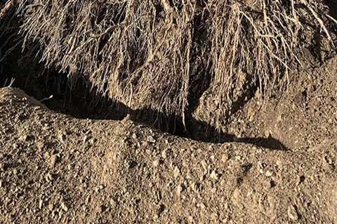 Transplanting Trees: Understanding the Process After Excavation