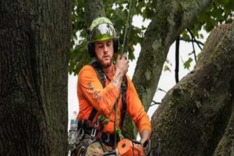 Understanding the Role of Arborists in Tree Excavation Projects