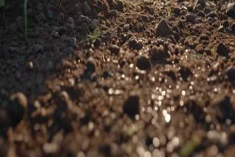 Enhancing Soil Health for Thriving Turf: Effective Turf Management Strategies