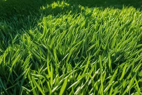 Essential Nutrient Management for Healthy Turf: A Practical Approach