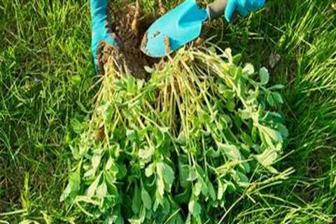 Effective Strategies for Preventing Weeds in Turf Management