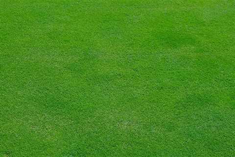 Expert Tree Inspection & Lawn Care in Fairfax, VA
