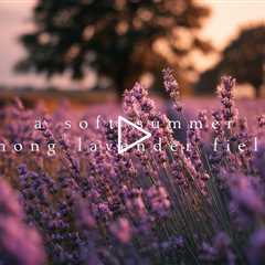 A soft summer among lavender fields | Piano Playlist