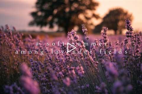 A soft summer among lavender fields | Piano Playlist